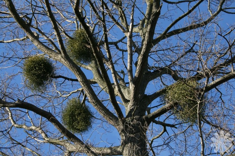 mistletoe tree