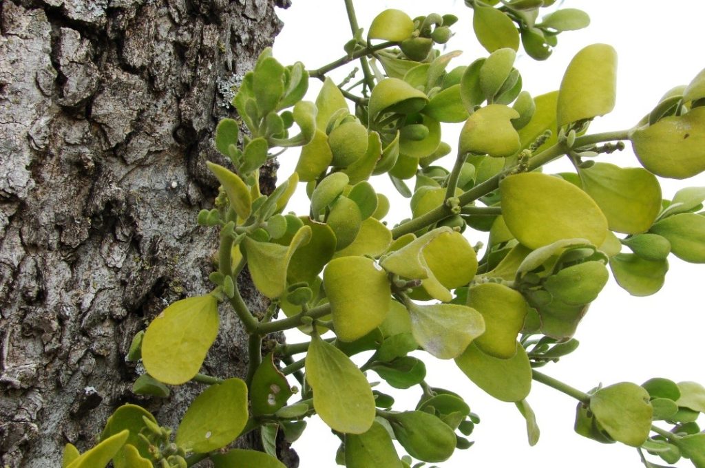 mistletoe