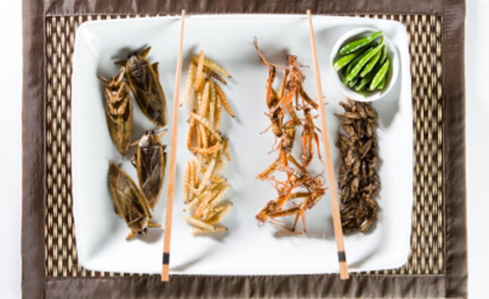 insects as food