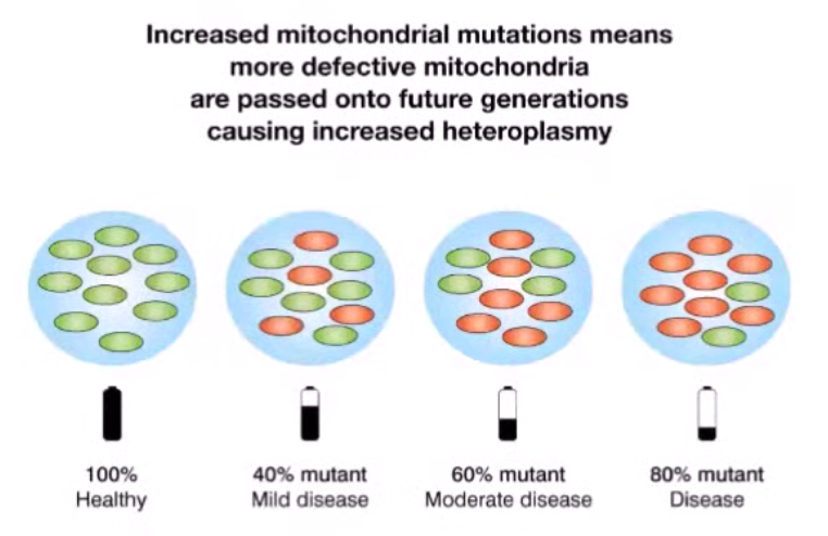 Electromagnetic effects on mitochondria - Increased mitochondrial mutations