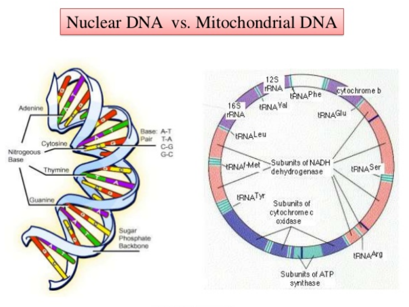 Electromagnetic effects on mitochondria - Nuclear DNA vs. Mitochondrial DNA