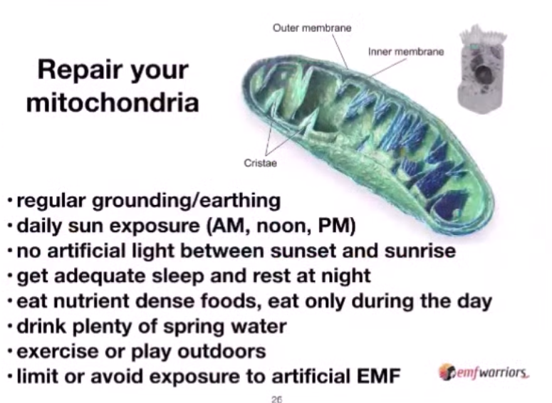 Electromagnetic effects on mitochondria - Repair your mitochondria