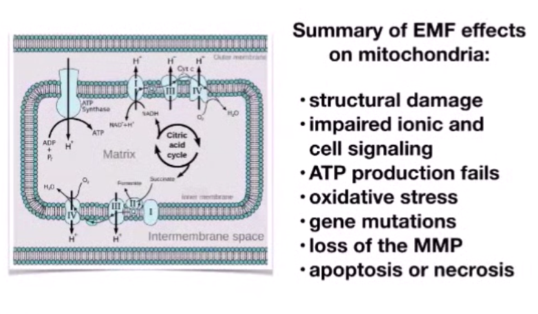 Electromagnetic effects on mitochondria - Summary