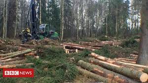 How many trees can a Swedish harvester cut down in a day? - BBC News