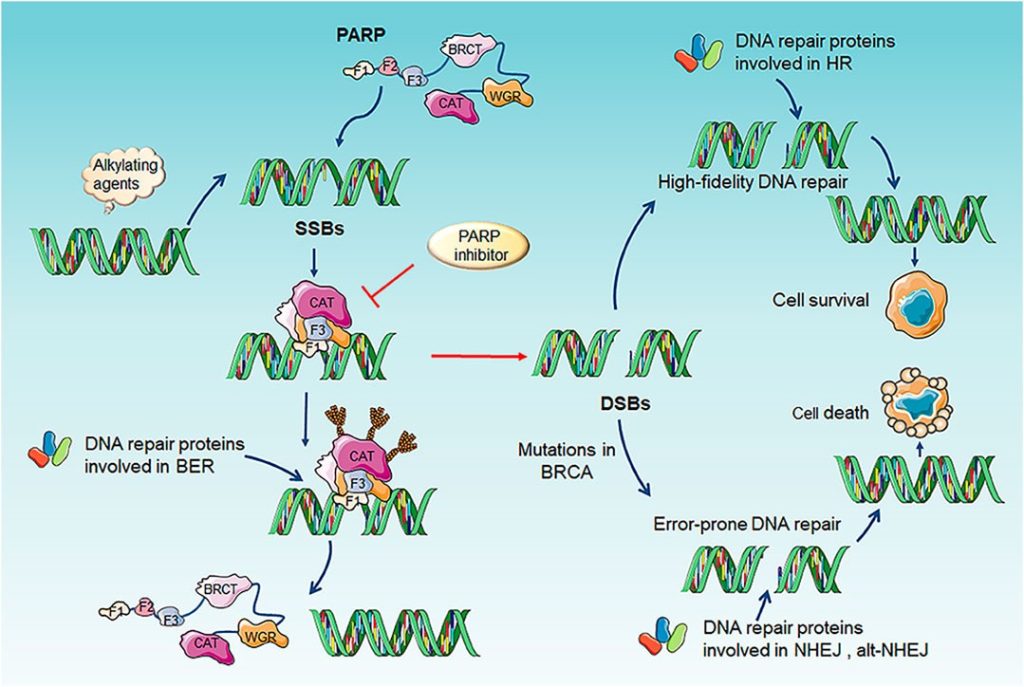 Overview human DNA Repair Genes and Mechanisms – Robert Gorter, MD, PhD